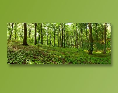 郁郁葱葱的树林