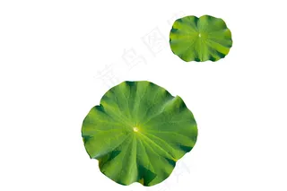 一大一小的睡莲叶子实景免抠图psd格式元素