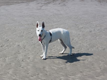 白色牧羊犬图片