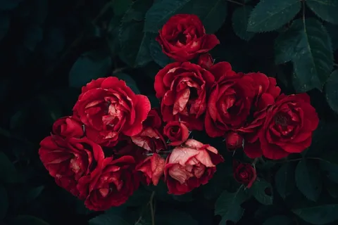 玫瑰花摄影图情人节玫瑰花配图图片 玫瑰花摄影图情人节玫瑰花配图图片