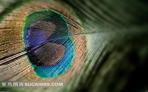 精美的孔雀羽毛素材