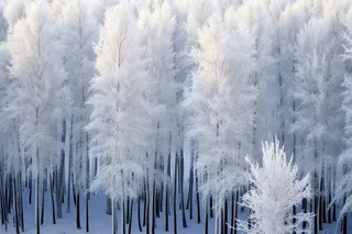 冬季雪景白雪雾凇覆盖摄影图 