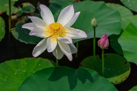 正午盛开的荷花