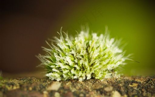 绿色有机青苔背景素材