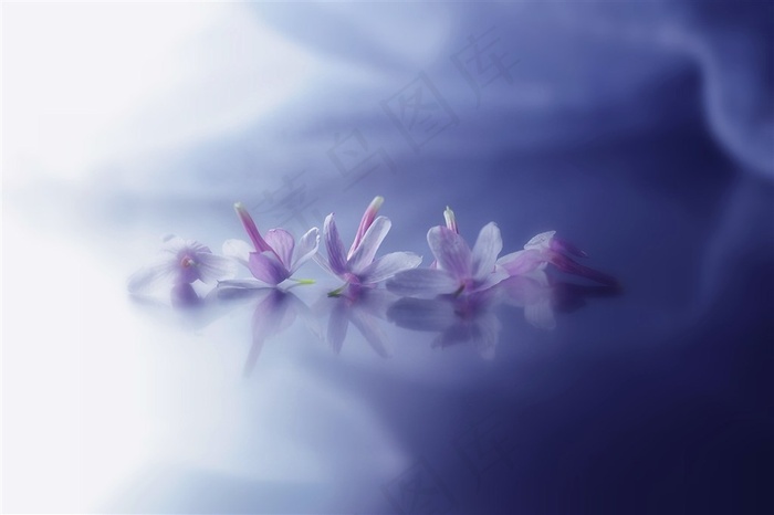 高清唯美花朵特写鲜花图片