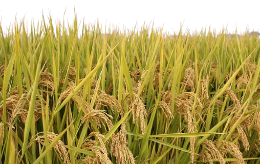 现代农业水稻田