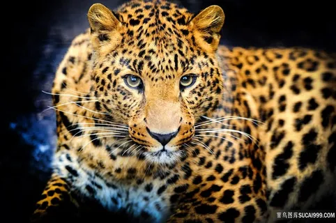 直视的猎豹图片 直视的猎豹图片