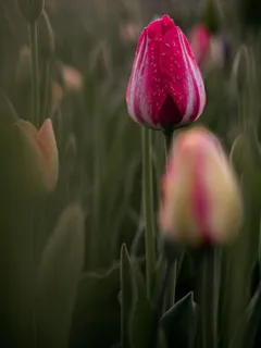 郁金香花苞唯美图片 郁金香花苞唯美图片