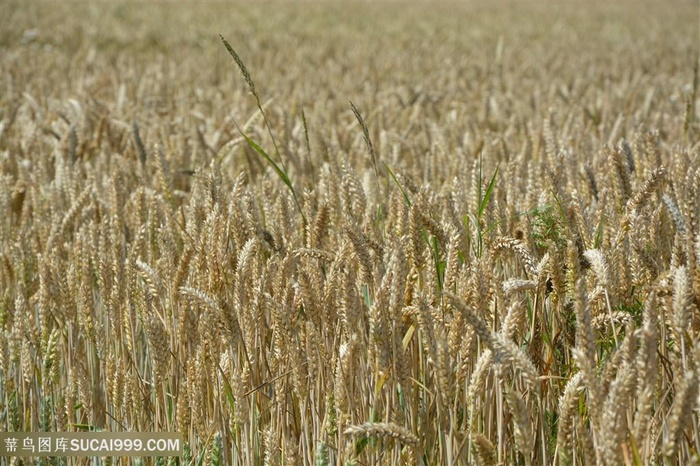 粮食小麦图片