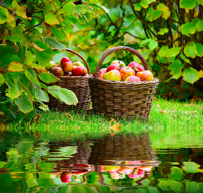 篮子苹果高清图片下载
