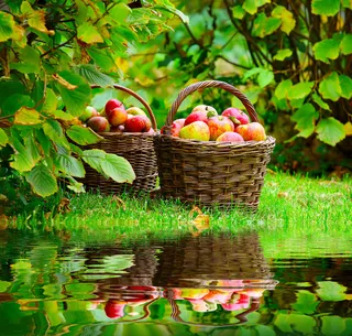 篮子苹果高清图片下载