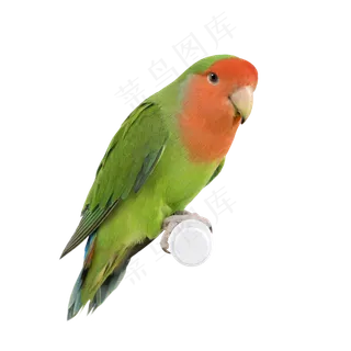 鹦鹉鸟元素 鹦鹉鸟元素