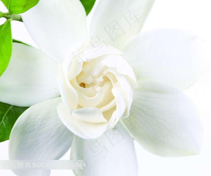 含苞待放的百合花特写