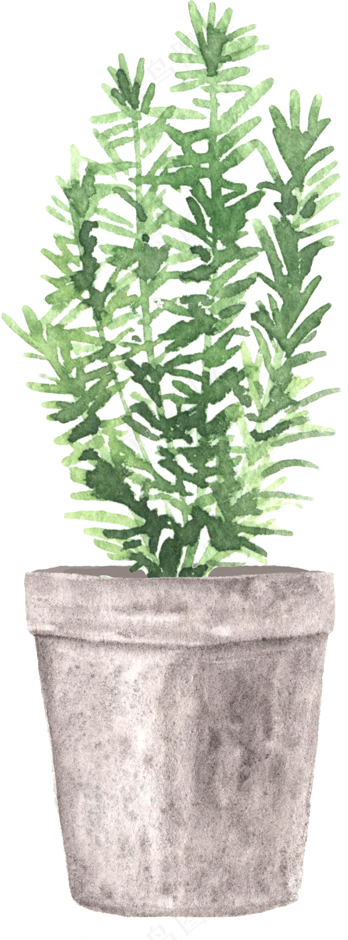 水彩插画-植物22