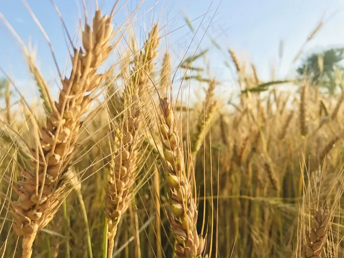 泛黄小麦麦穗图片