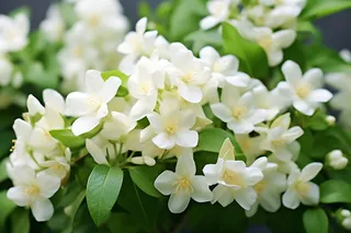 大簇白色小花绿叶摄影图