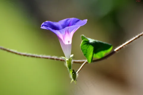 牵牛花摄影图片下载 牵牛花摄影图片下载
