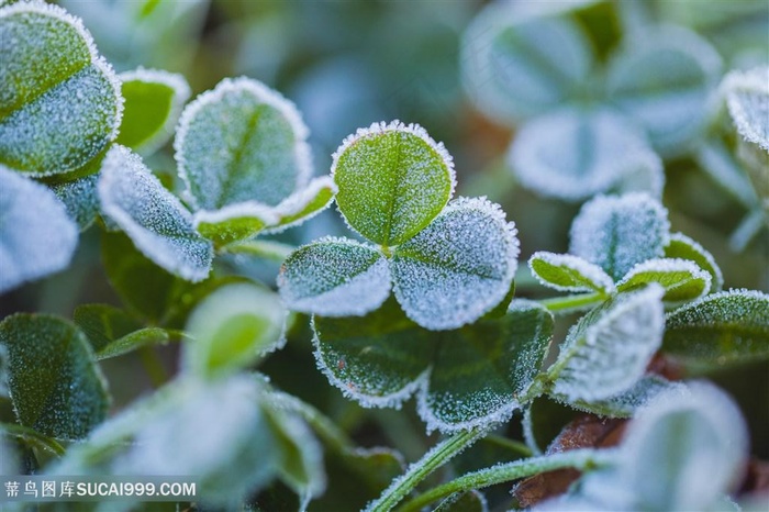 被霜覆盖的三叶草