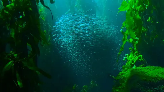 成千上万的鱼群