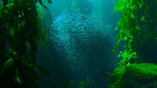 成千上万的鱼群