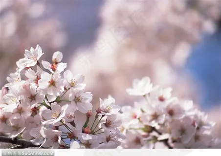 四季花木-雪白的梨花