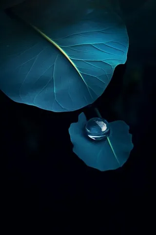 蓝色荷叶意境水珠背景