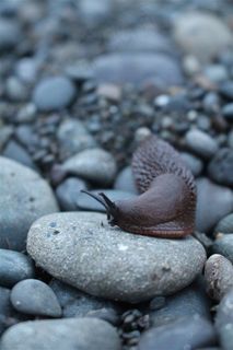 爬行的蜗牛大图