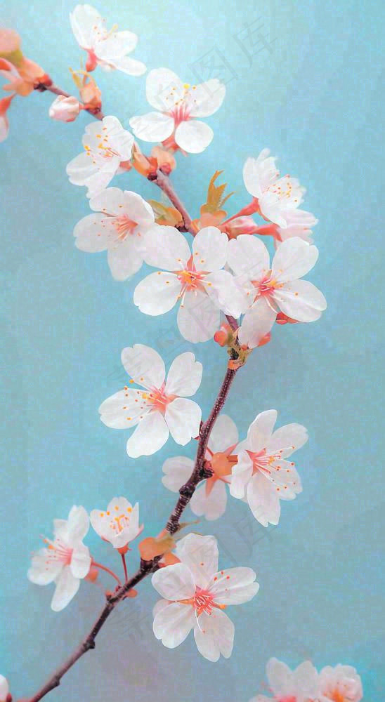 粉色樱花花朵立春惊蛰春分(816x1488)