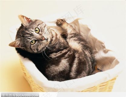 宠物猫(在篮子里) 宠物猫(在篮子里)