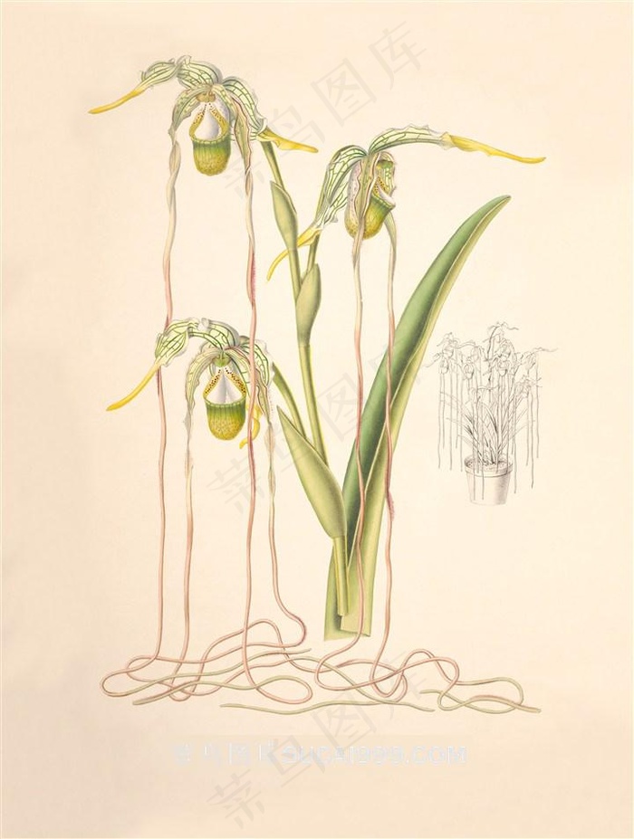 手绘丝状兰花彩绘插画图片