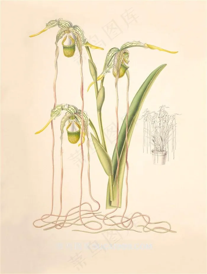 手绘丝状兰花彩绘插画图片