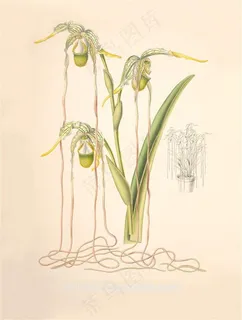 手绘丝状兰花彩绘插画图片