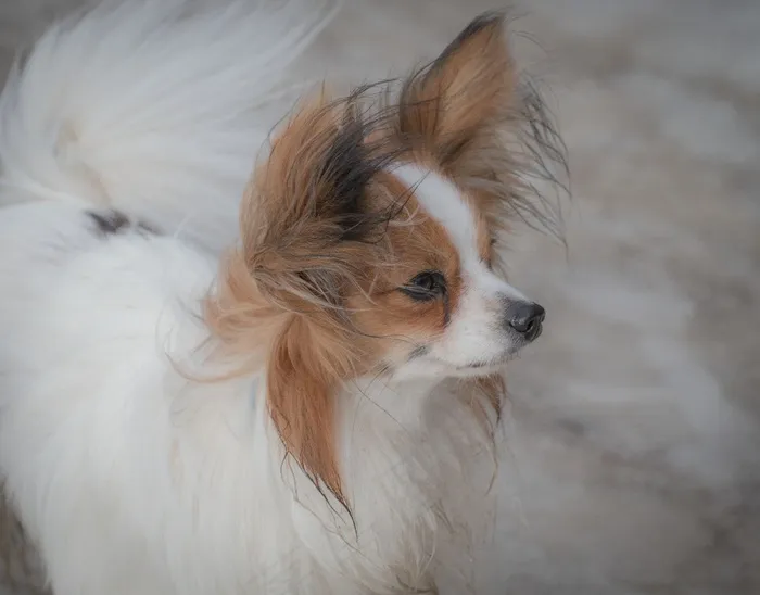 可爱小猎犬图片
