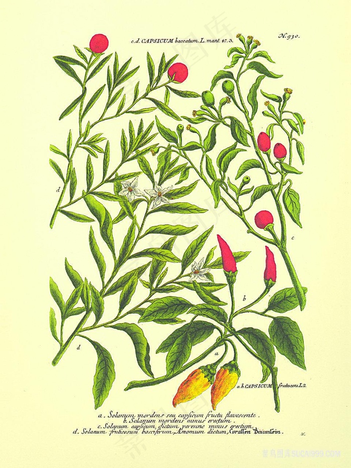 植物花卉果实插画