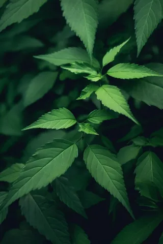 简约树叶清新绿色大气摄影背景