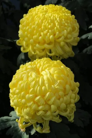 2朵黄色的花骨朵菊花