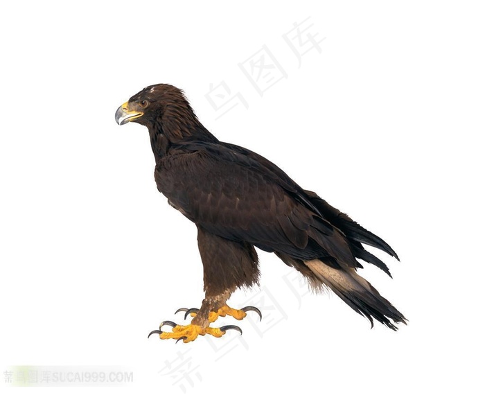 白色背景与老鹰图片