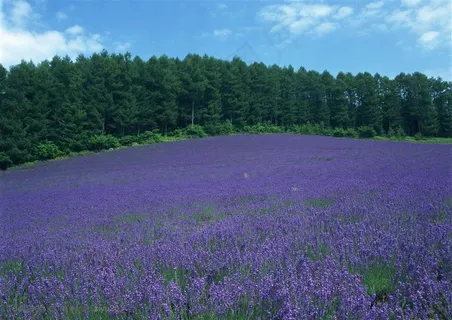 花海世界-山坡上的紫色花海 花海世界-山坡上的紫色花海