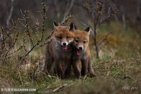 野生动物两只可爱的狐狸图片