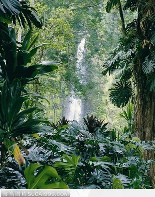 热带雨林中的瀑布