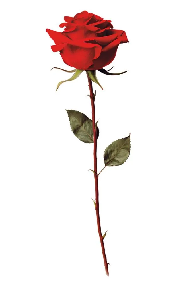 玫瑰花元素(896x1344)