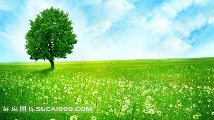 蓝天草地上的大树风景图片
