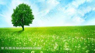 蓝天草地上的大树风景图片