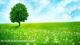 蓝天草地上的大树风景图片