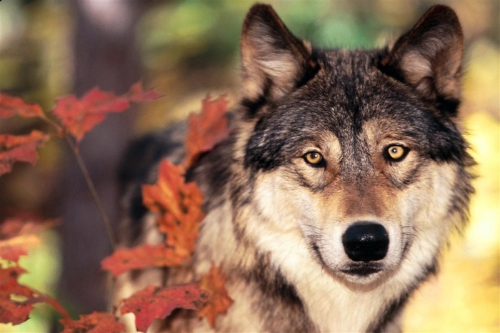 狼高清图片下载