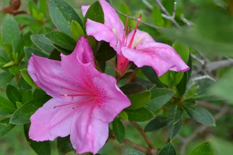 杜鹃花朵开放图片 杜鹃花朵开放图片