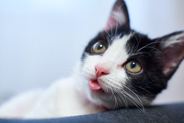 可爱猫咪猫猫摄影素材
