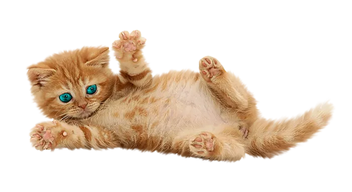 猫咪卡通简笔 (2)