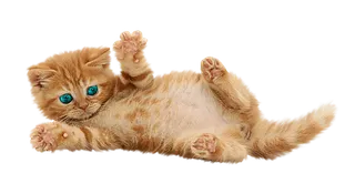 猫咪卡通简笔 (2)