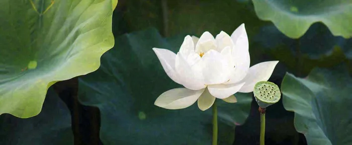 夏天白荷花荷花池，处暑小暑大暑夏至立夏摄影图(1712x704)